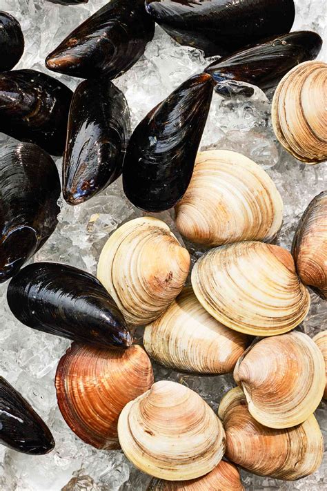 CLAMMING (MUSSEL) REGULATIONS